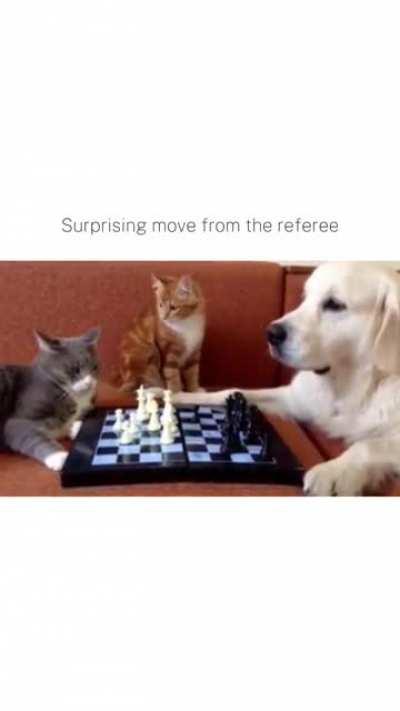 Orange cat fianchetto