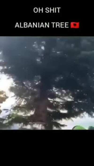 OH SHIT ALBANIAN TREE 🇦🇱🇦🇱🇦🇱