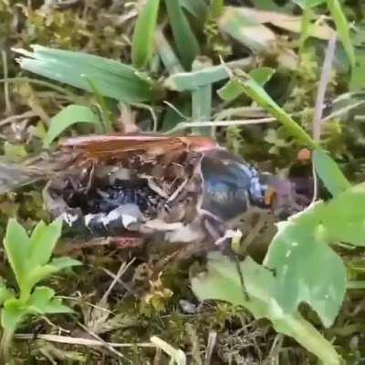 Algún biólogo que me explique esto.