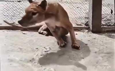 The National Film and Sound Archive remastered the last known video of a living thylacine (Tasmanian Tiger)