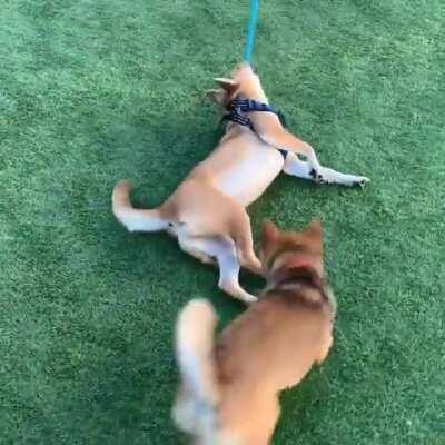 Yasuo didn't want to leave the dog park