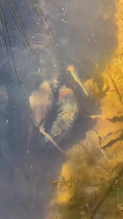 Absolute unit of a Giant Tasmanian Crayfish