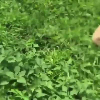 monke lofi for sleeps and/or study