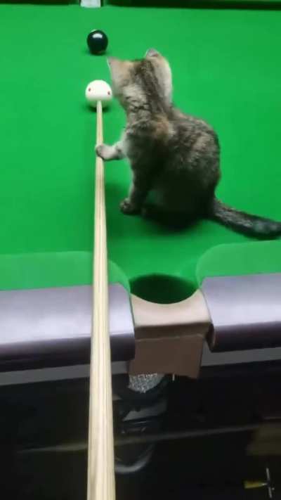 He's helping..🐈😅