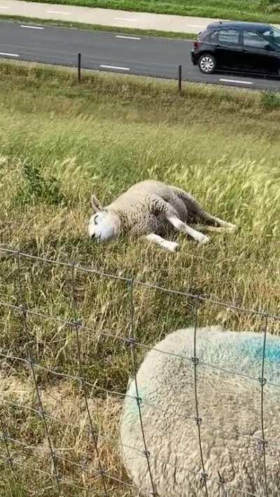 Found my spirit animal