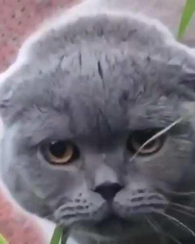 Hey kedy! N-Word'u söyleyemezsin bu ayıp