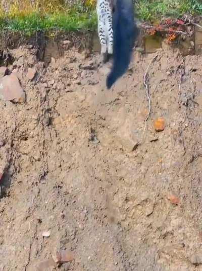 Yellow-throated marten dragging a leopard cat into the woods 