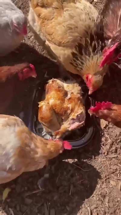 Vegetarianos por eleccion, por necesidad, o por moda🏳️‍🌈 ?