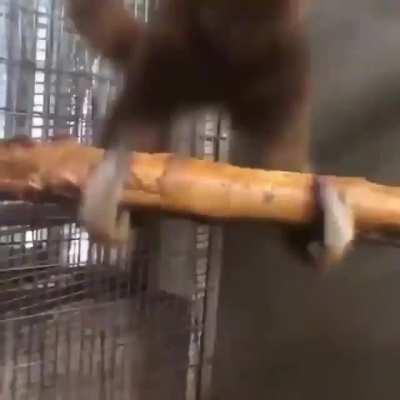 A la m*erd* la evolucion QUIERO SER UN MONO