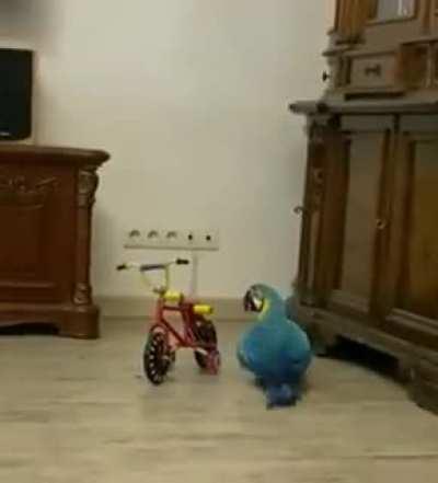 Polly wants a bicycle I guess.