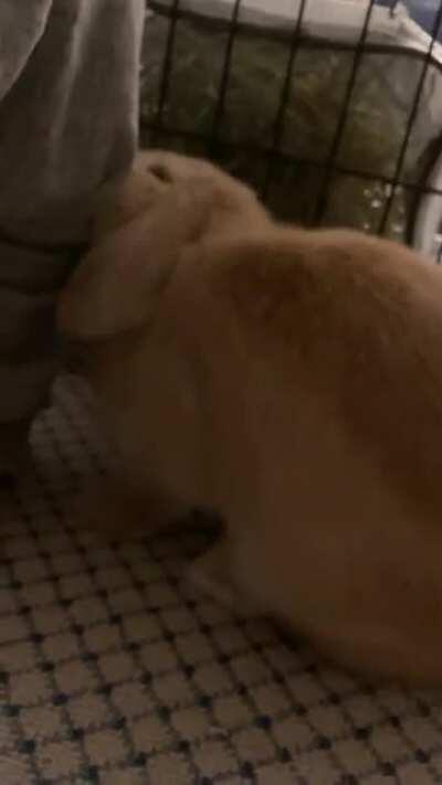 Death by nibbles incoming 😵