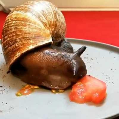 Slug eating a slice of tomato.