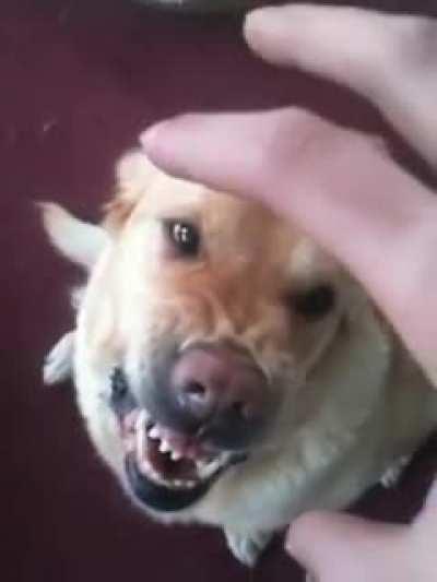 This dog deserves a trophy for best acting