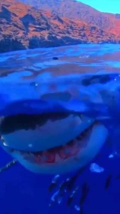 Great white shark appears out of nowhere