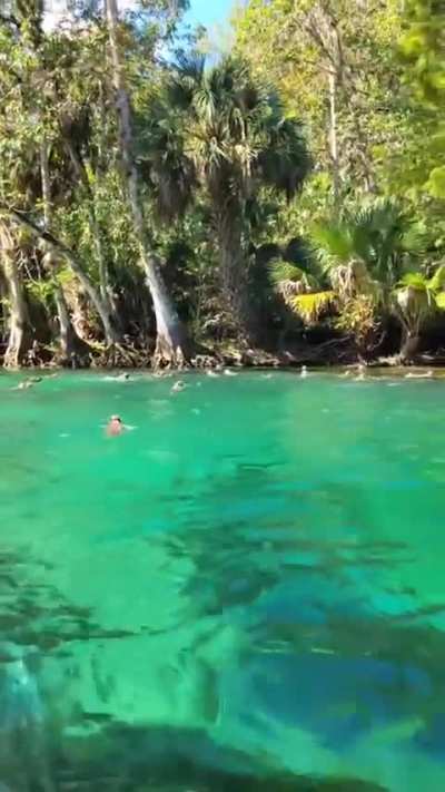 Wild Monkeys Diving in Florida park