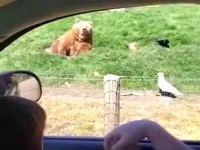 How To Feed A Piece Of Bread to Bear