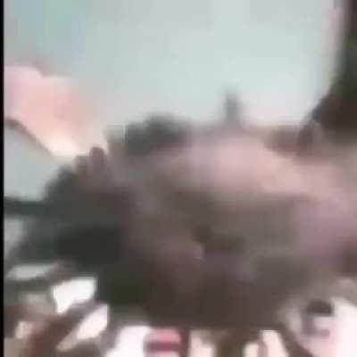 Um siri fazendo barra