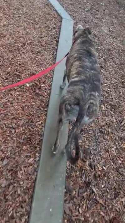 He doesn't like to walk in the bark chips.