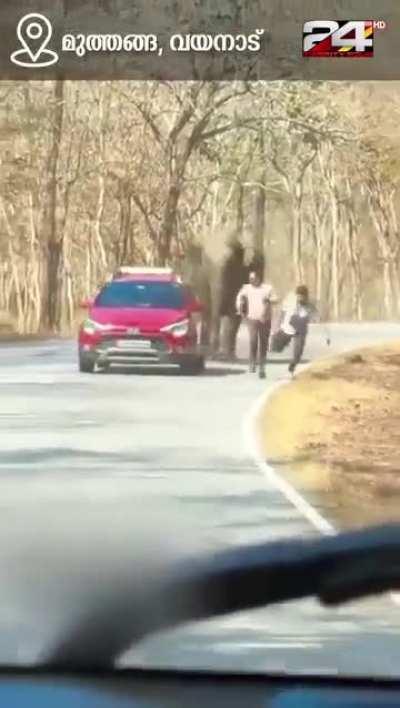 Two men got charged by elephant after trying to take photos of it