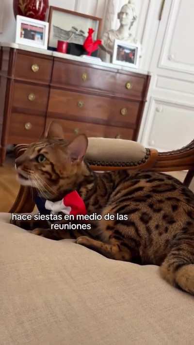 César, el gato francoargentino que trabaja en la embajada francesa 🐱🇫🇷🇦🇷