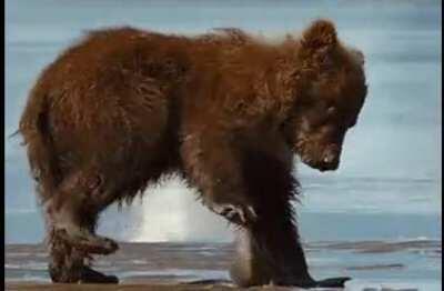 Bear cub encounters his first clam