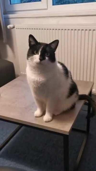 My cat barks at me whenever I'm eating something