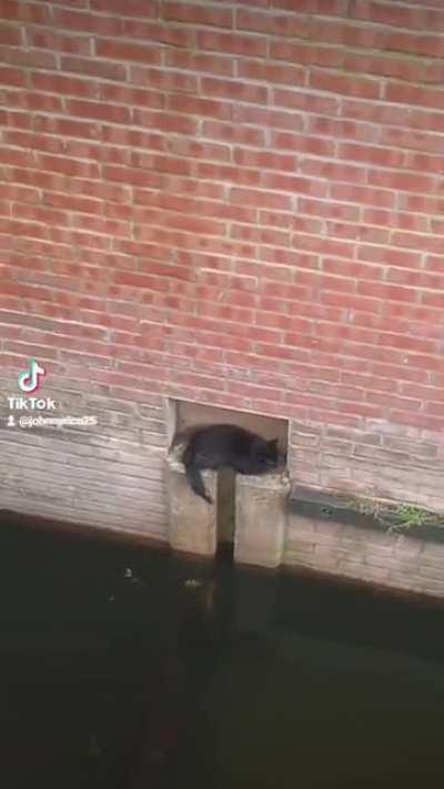 Owner saves cat from canal and then marches him home!