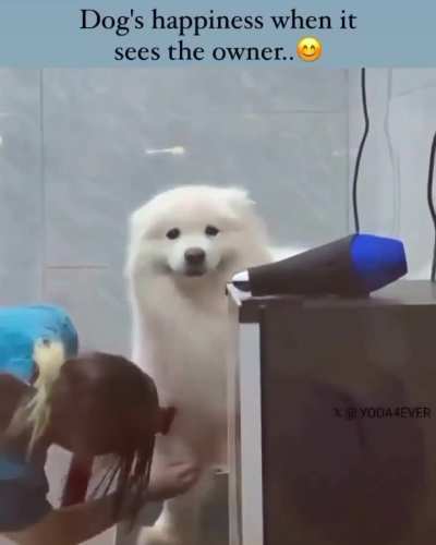 A dog's joy upon seeing its owner