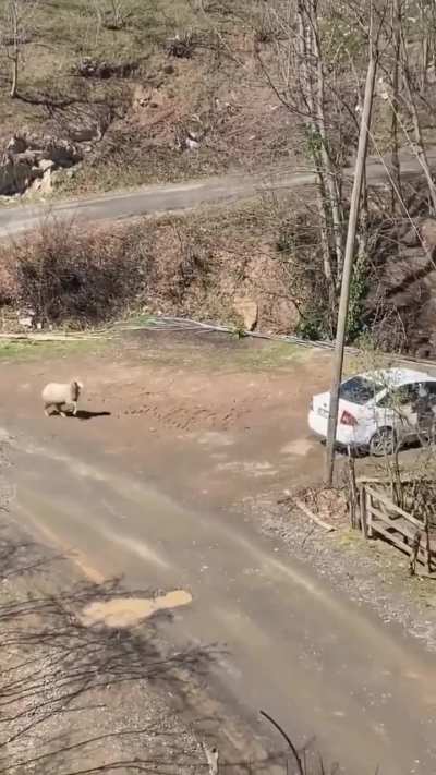 Victims get revenge against Albanian man (🇦🇱0-🐑1)