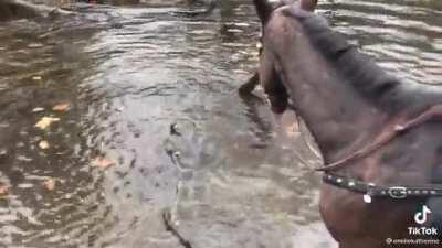 Look at this horse’s face