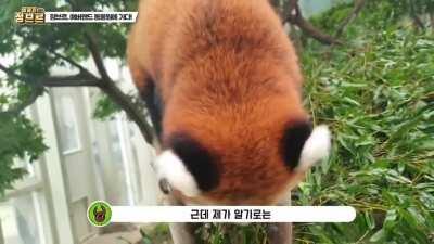 레시/Lessi, the waving 6 year old male Red Panda! ❤️