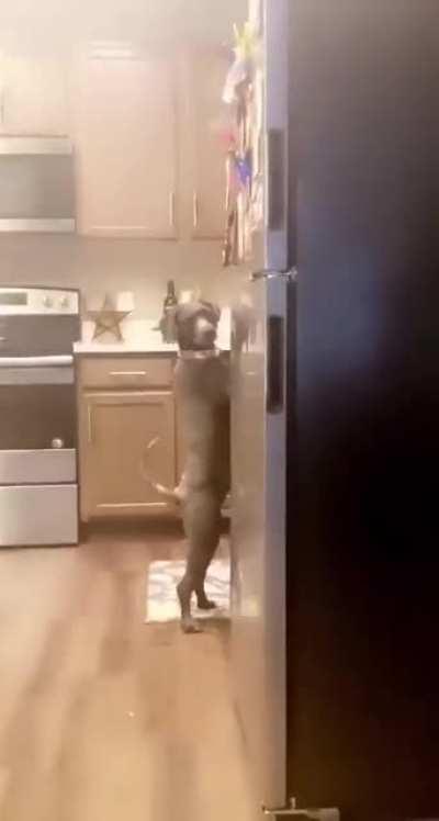 😆This dog's reaction is hilarious.... but is she part human? 😲