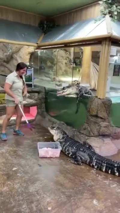 How not to feed an alligator
