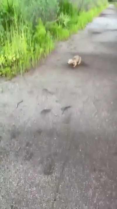 Wait. Can't walk. Don't you see. Repeat. (Not OC)