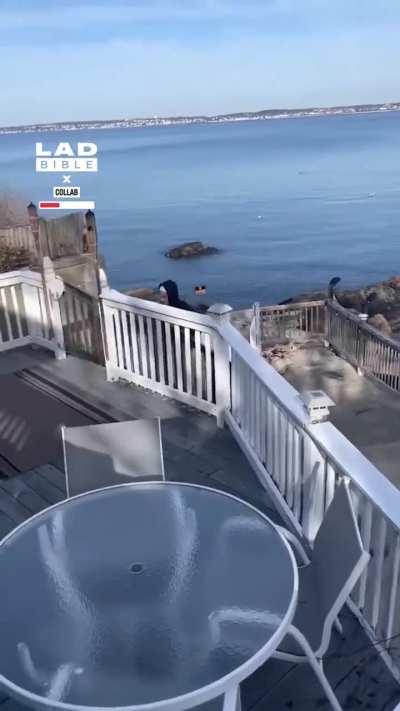 This Dog Always Shakes Off Water Right Next to His Owner’s Brother