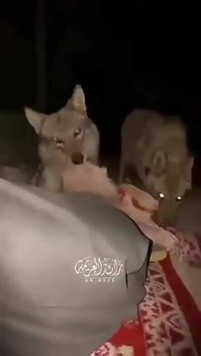 A guy camping gets surrounded by a pack of Arabian wolves