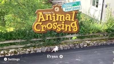 so I saw a cat walking around and I just had to do this