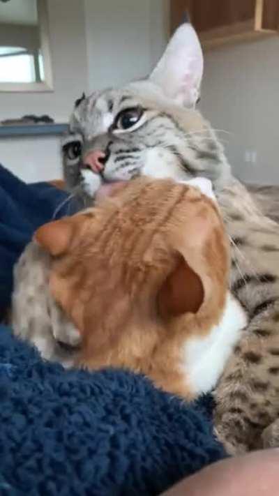 I guess I’m your kitten now.