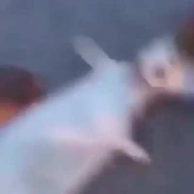 animals are more humane than human