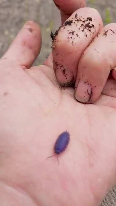 I know it’s not rare or anything, but found this cute little purple guy while gardening and I though y’all might like it