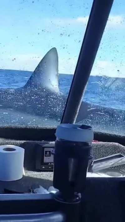 Mako shark boards boat
