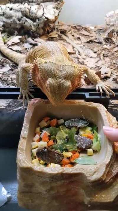 He used to never touch his veggies. But as soon as I upgraded him to a bioactive setup he is so excited for his salad he starts eating it before I can even put the bowl down! I wish I knew about bioactive enclosures sooner and how much they can positivity
