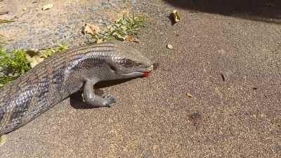 Blue tongues love strawberries
