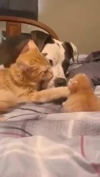 Mommy cat showing her baby to her dog friend..