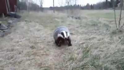 Eurasian Badgers are quite gregarious and average groups usually consist of 1 to 6 adults and their offspring, and group-size depends on resource quality and abundance.