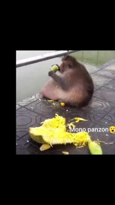 Monke