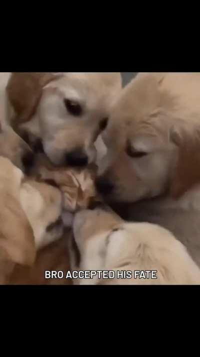 Zyada kuch nahi, bro accepted his fate