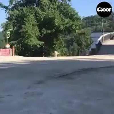 Doggie welcomes are the best welcomes