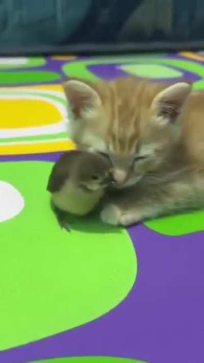 no braincell means no understanding the concept of 'prey'. only fren