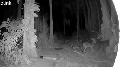 Gray and black together